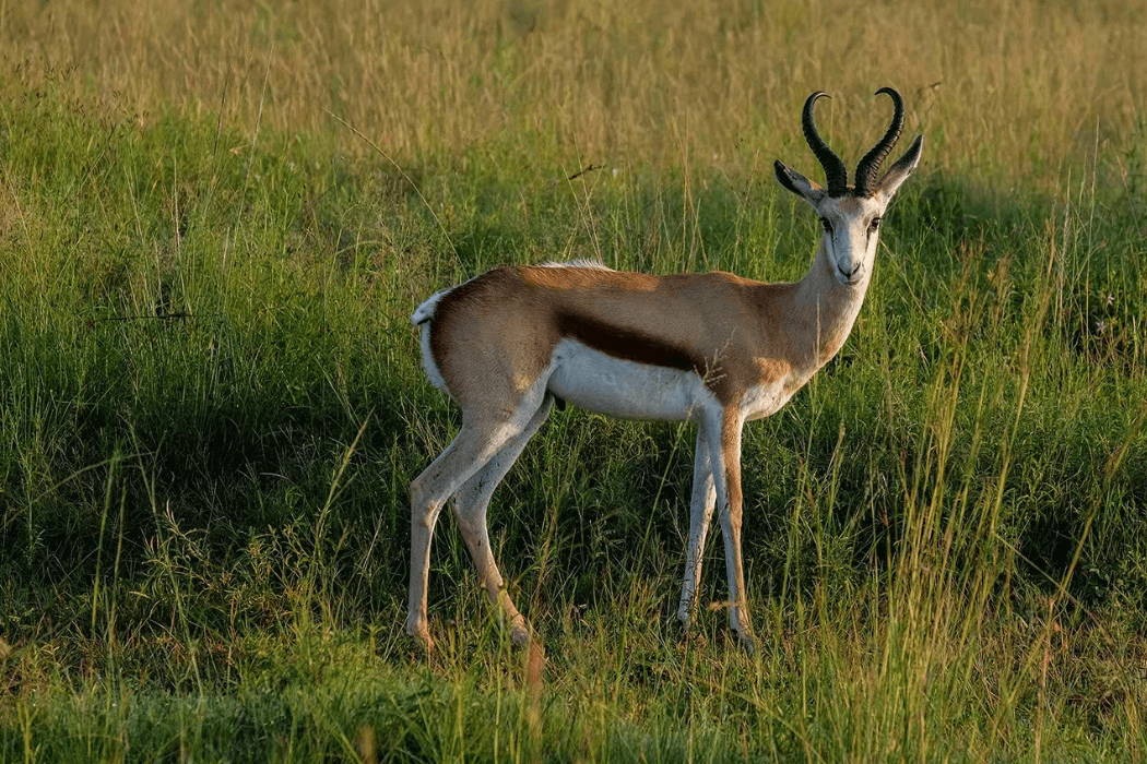 GHB Farms Springbok