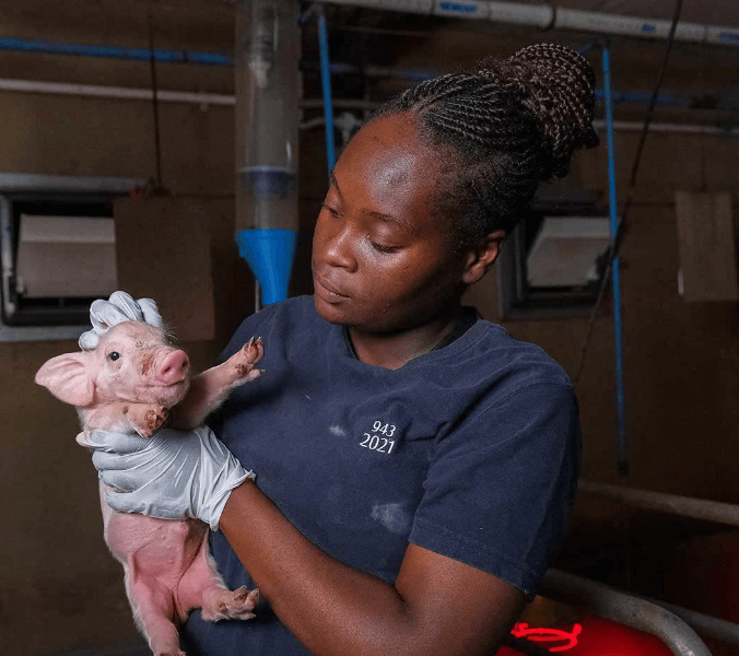 GHB Farms Traceability Mark Pigs